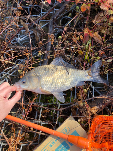 フナの釣果