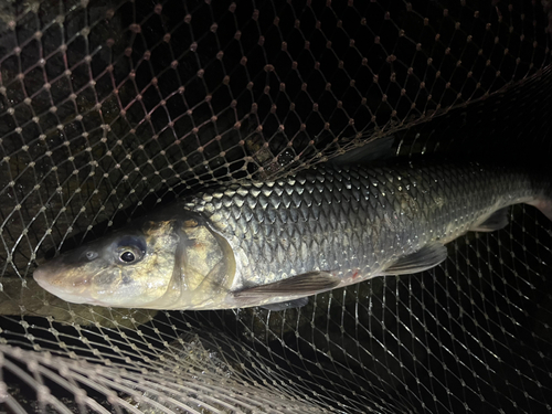 ニゴイの釣果