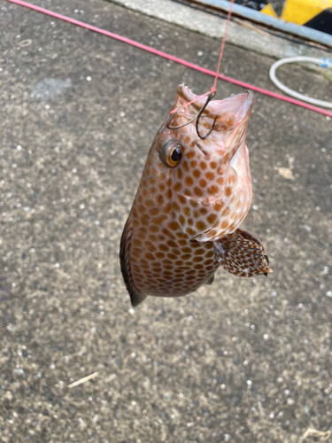 オオモンハタの釣果