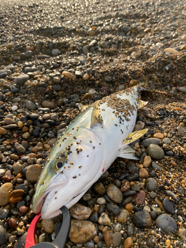 ハマチの釣果