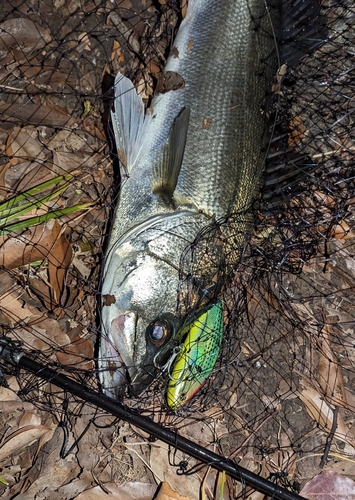 スズキの釣果