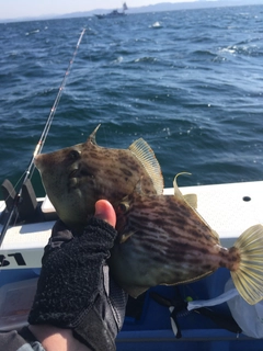 カワハギの釣果