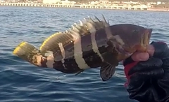 アオハタの釣果