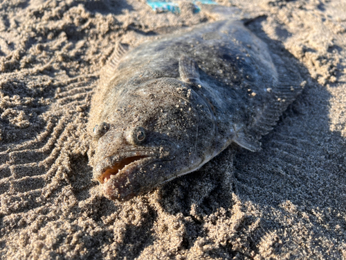 ヒラメの釣果