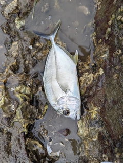 メッキの釣果