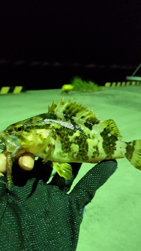 ベッコウゾイの釣果