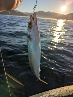 サバの釣果