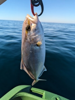 ショゴの釣果