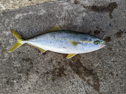 ワカシの釣果