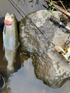 ニジマスの釣果