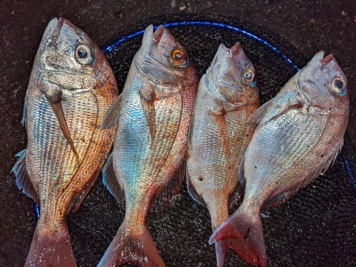 タイの釣果