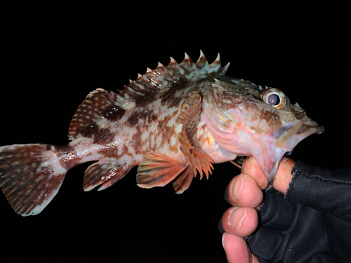 ガシラの釣果