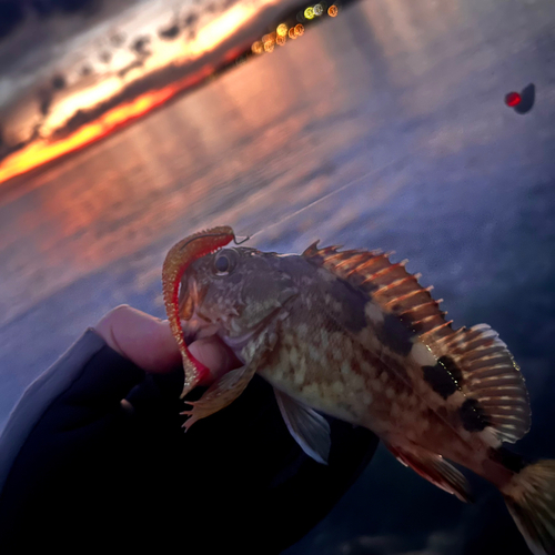 カサゴの釣果