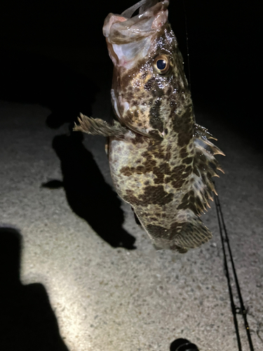 タケノコメバルの釣果