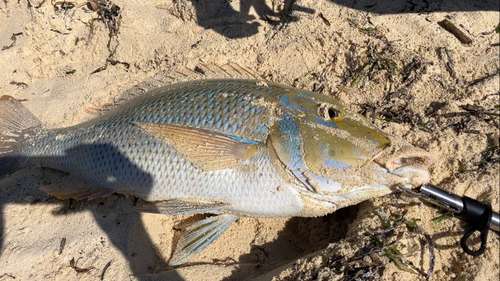 タマンの釣果