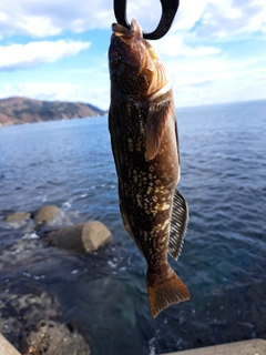 アイナメの釣果