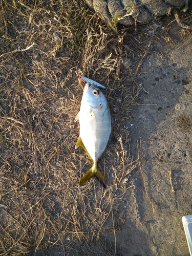 ロウニンアジの釣果