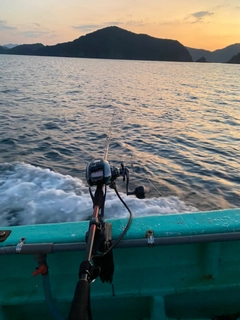 オオモンハタの釣果