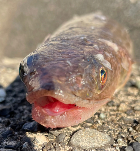 エソの釣果