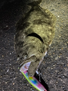 ヒラメの釣果