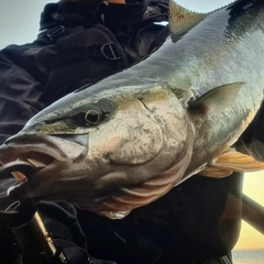 ハマチの釣果