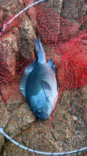 グレの釣果