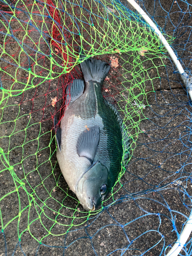 メジナの釣果