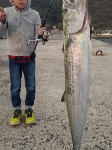 サゴシの釣果