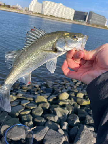 セイゴ（マルスズキ）の釣果