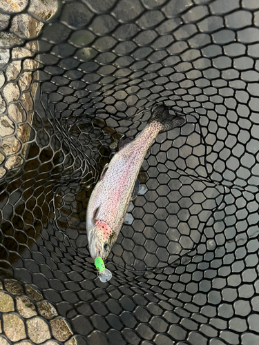 ニジマスの釣果