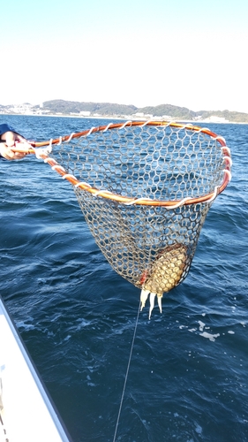 モンゴウイカの釣果