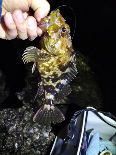 カサゴの釣果