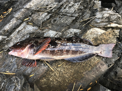 アイナメの釣果