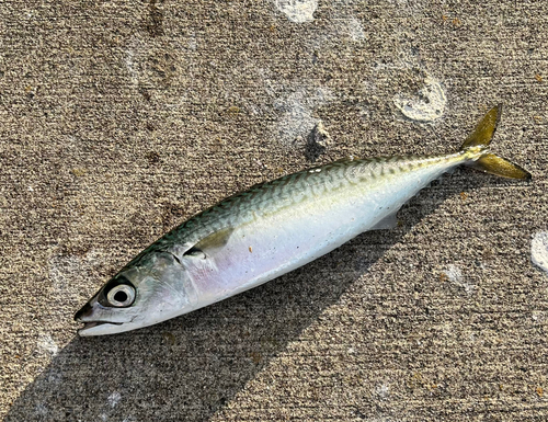 サバの釣果