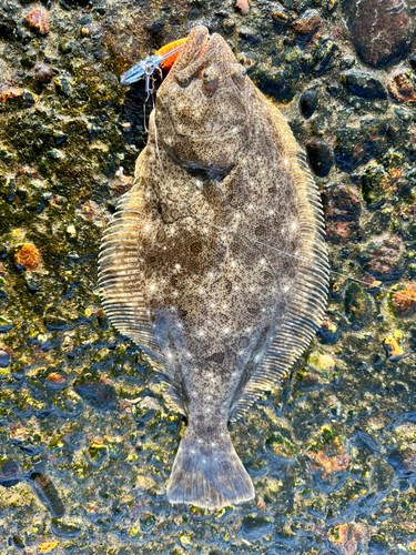 ソゲの釣果