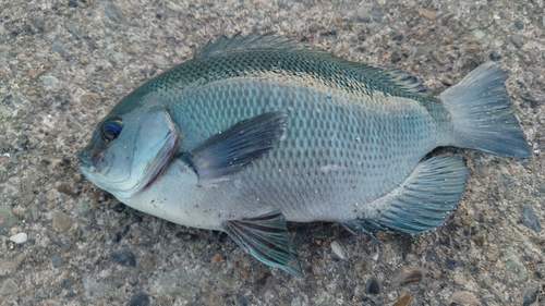 クチブトグレの釣果