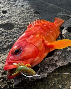 アカハタの釣果