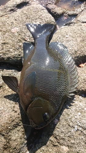 オキナメジナの釣果