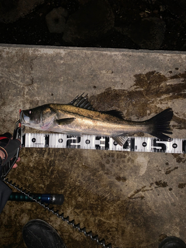 シーバスの釣果