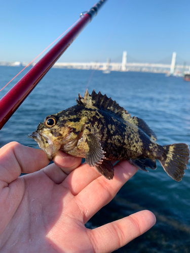 ムラソイの釣果