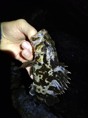 タケノコメバルの釣果