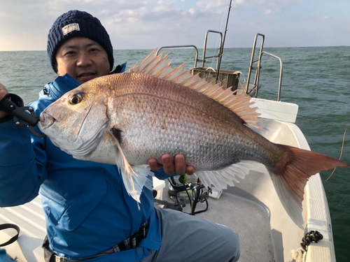 マダイの釣果