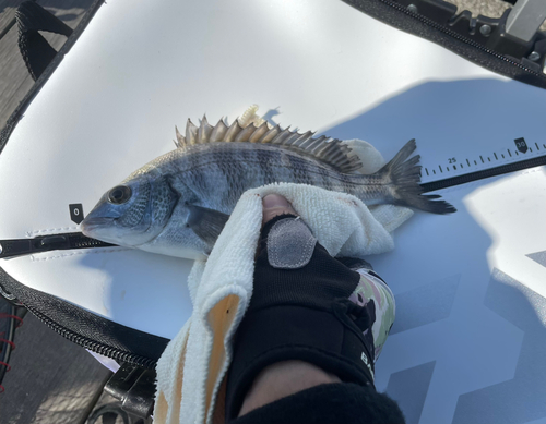 クロダイの釣果