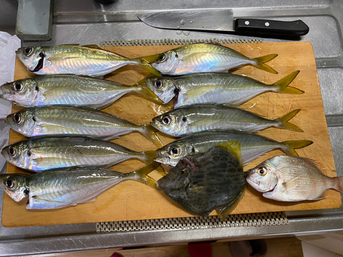 アジの釣果