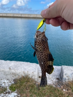 オオモンハタの釣果