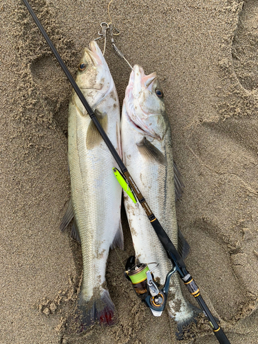 スズキの釣果