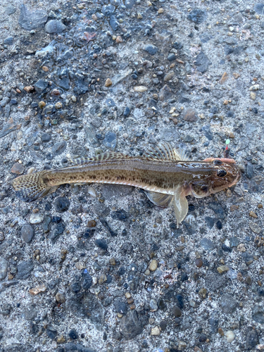 アナハゼの釣果