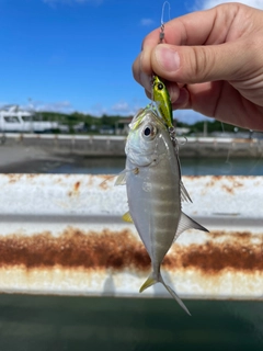 メッキの釣果