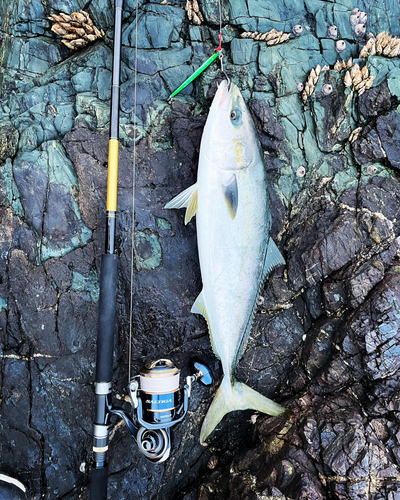 ヤズの釣果