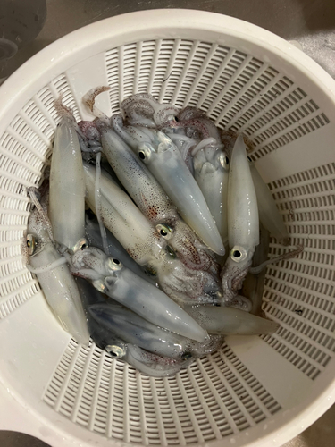 ヒイカの釣果